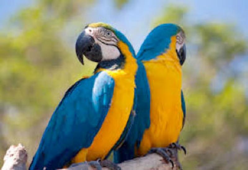 Loro en el Parque Sam&aacute;