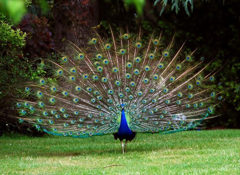 Pavo real en el Parque Sam&aacute;
