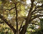 Quercus al Parc Samà