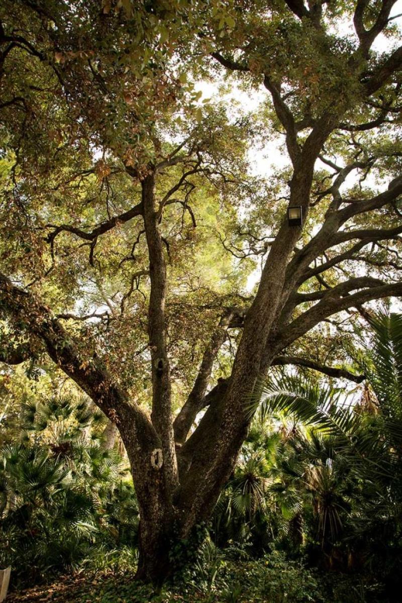 Quercus en el Parque Sam&aacute;