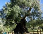 Horta de Sant Joan: Lo Parot, l'olivera més vella