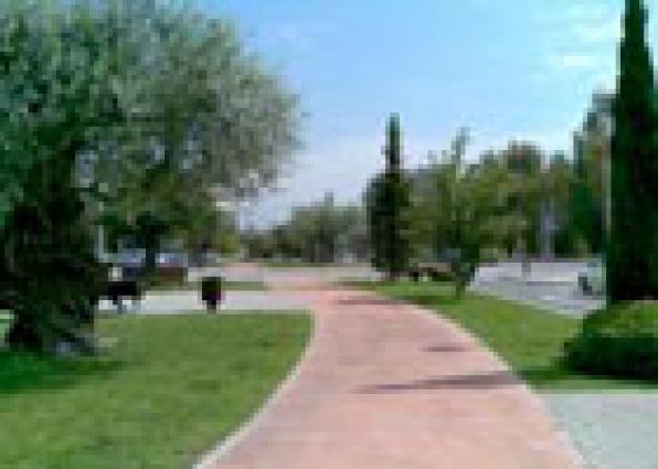 Monumental olive trees &lt;br /&gt; Salou. Costa Dorada