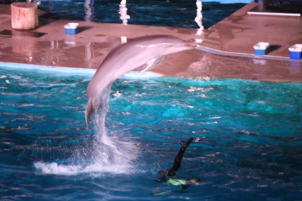 A dolphin jumping of Aquatic Costa Dorada.