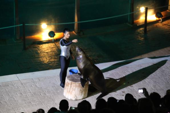 A marine lion added to the Aquatic night show.
