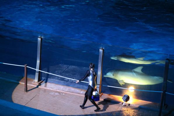 One of the dolphins show nightly Aquatic.