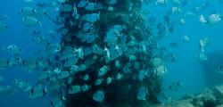 Biotopes on the coast to promote marine species