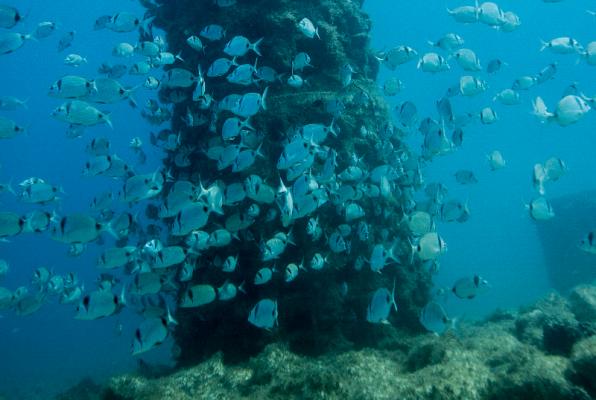 Biotopes on the coast to promote marine species