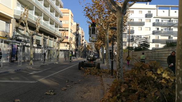 Salou cuenta con más de 10.000 árboles de distintas especies