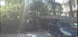 Vents de 145 km / h. provoquen caiguda d'arbres a Salou