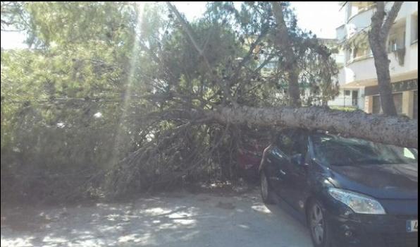Un arbre de grans dimensions caigut sobre tres cotxes a Salou.