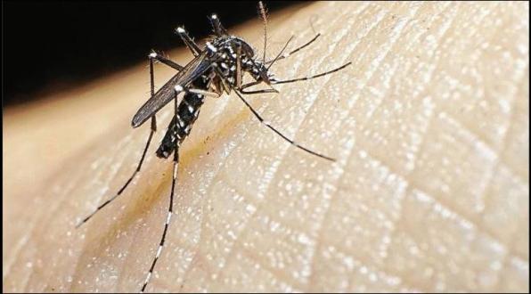 Salou will diagnose the presence of the tiger mosquito 