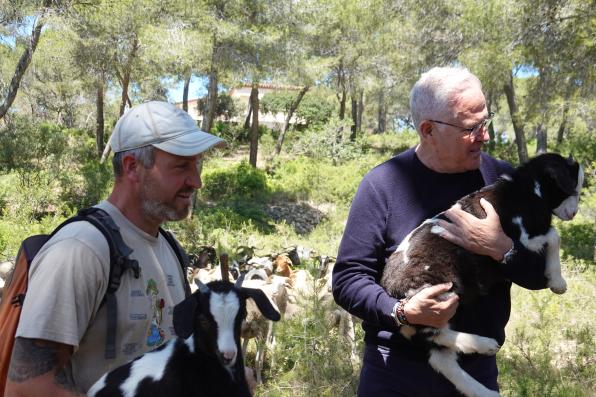 Salou previene incendios forestales con cabras y ovejas