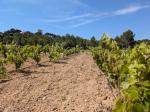 Green vineyards by the sea in Salou
