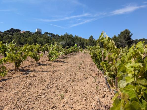 Green vineyards by the sea in Salou
