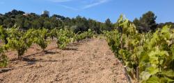 Vinyes verdes vora el mar o recuperar varietats hist&ograve;riques de ra&iuml;m