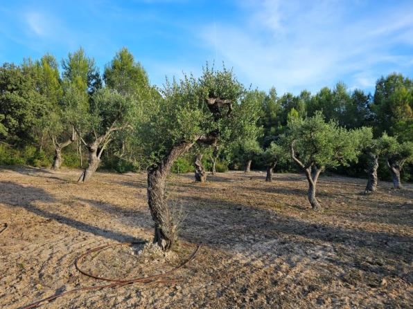 Oliveres del Bosc de la Duna Gran i del Pla del Maset