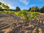 Vi&ntilde;as del Pla del Maset