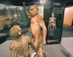 La Pineda hosts the exhibition Origins. Five milestones in human evolution'
