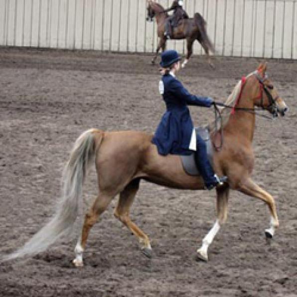 La XI Feria del Caballo de Cambrils, del 17 al 20 de junio