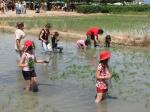 Uns 3.000 assistents a la XX Festa de la Plantada d'Arròs celebrada a Amposta