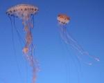 Catalunya banks will satellite jellyfish to avoid arriving on the beaches