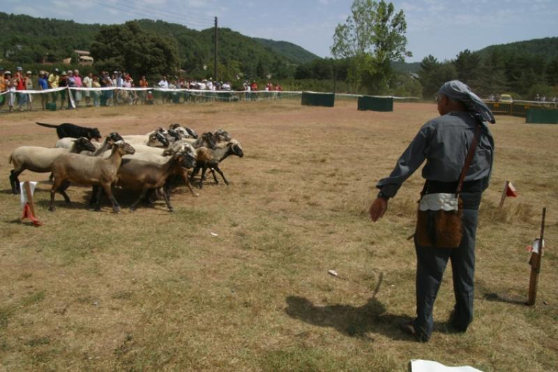 El Concurs Internacional d'Habilitat de Gossos dAtura de Prades ser&agrave; el 2 d'agost