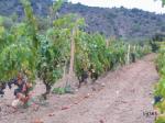 Les DO Priorat, Montsant i Terra Alta avancen la verema per la calor