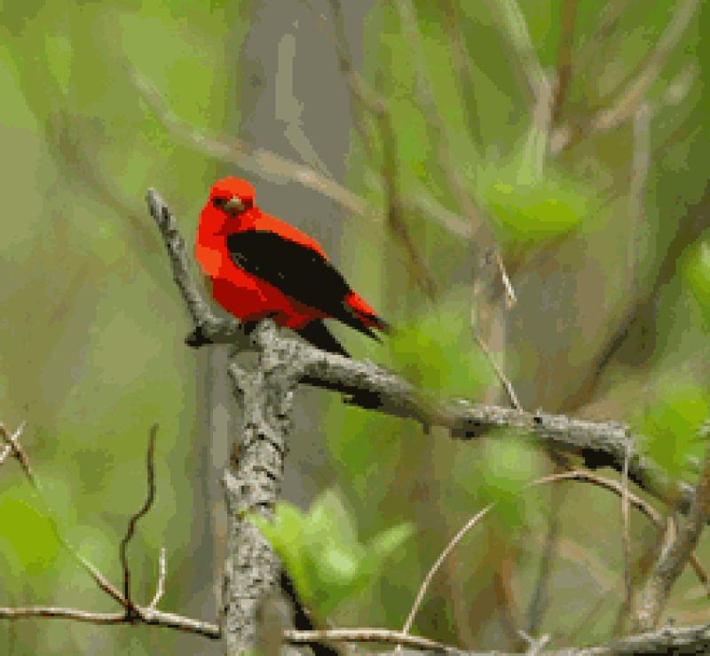 Catalu&ntilde;a se promociona como destino de turismo ornitol&oacute;gico en la British Birdwatching Fair